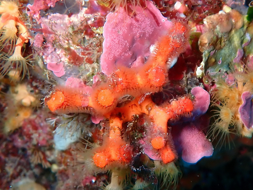 False Coral