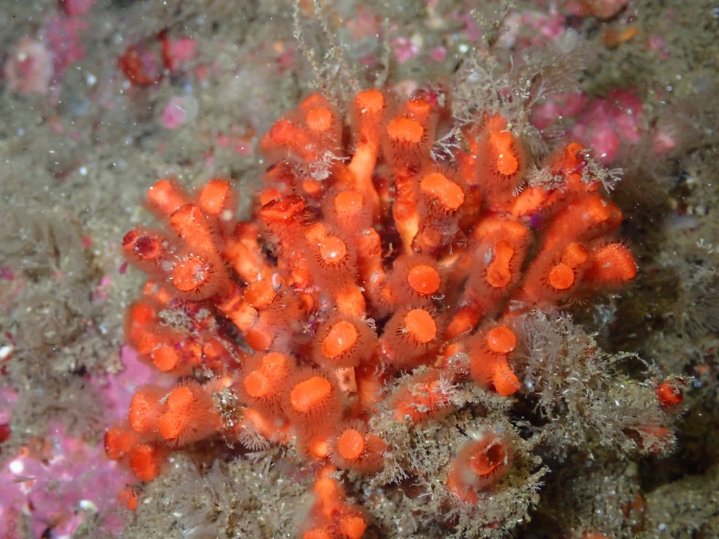 False Coral