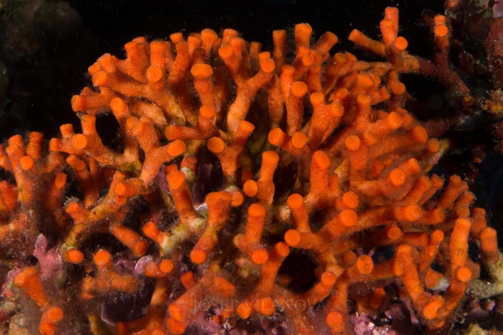 False Coral