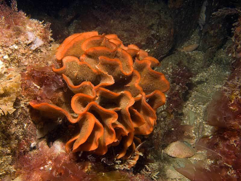 Ross Coral