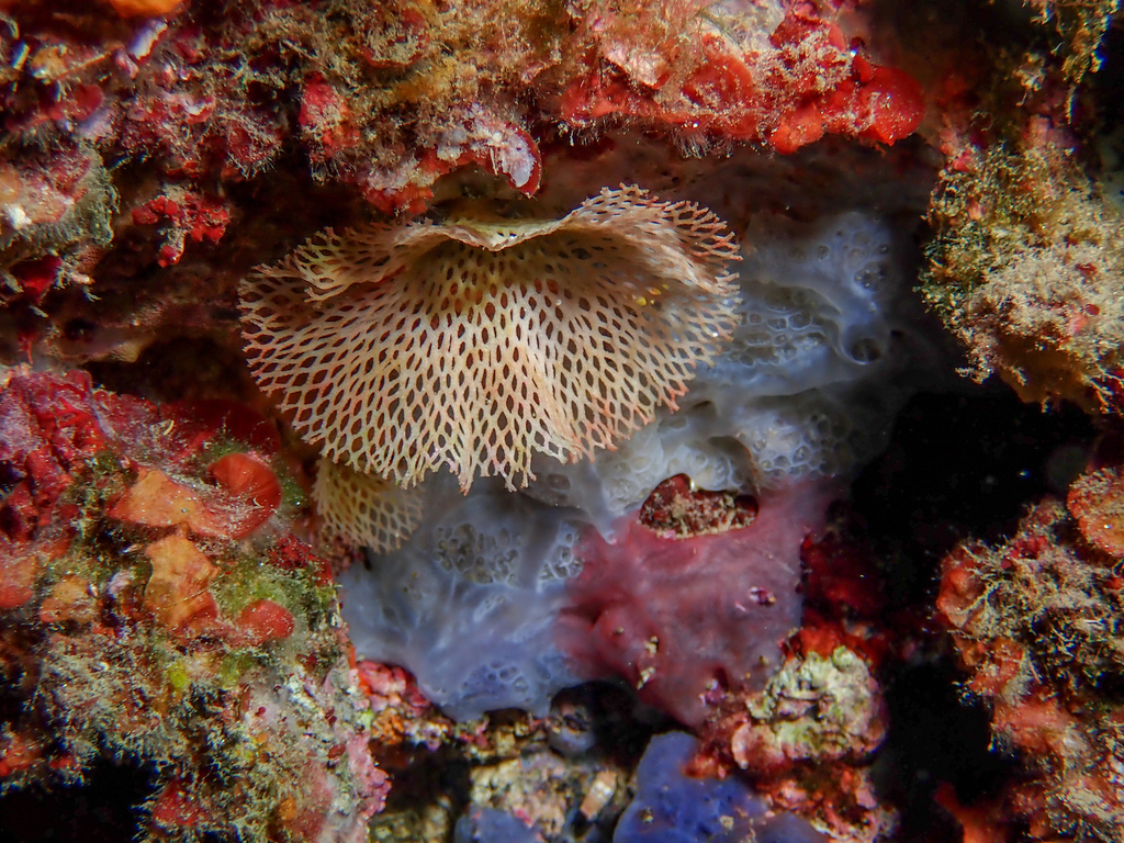 Dentelle de Neptune