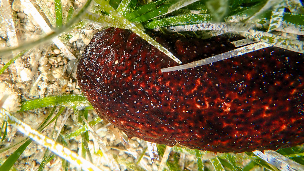 White Spot Cucumber