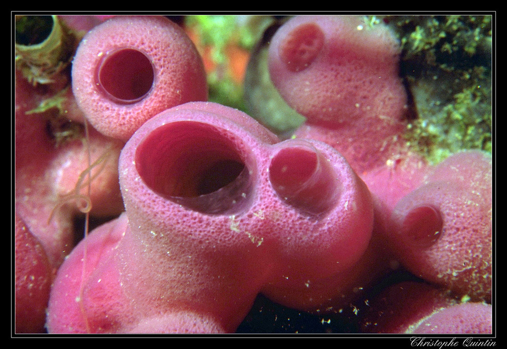Pink Tube Sponge