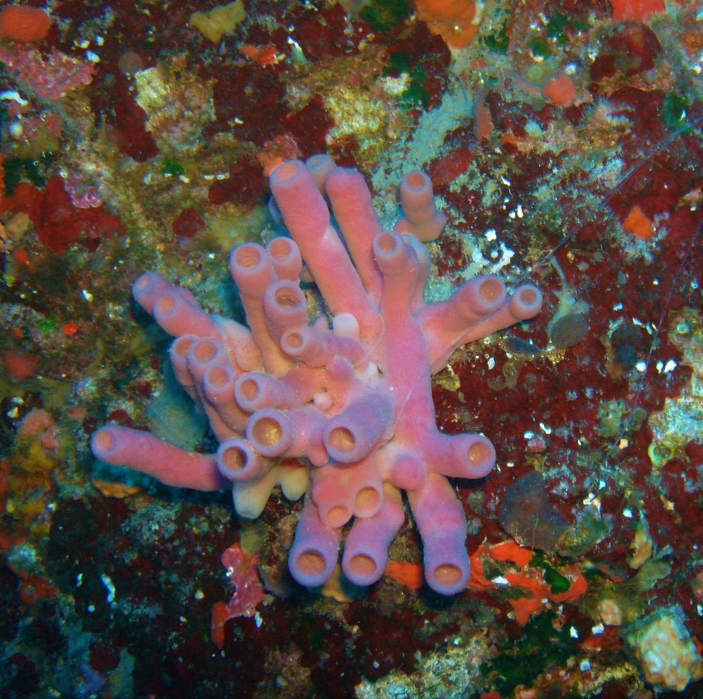 Pink Tube Sponge