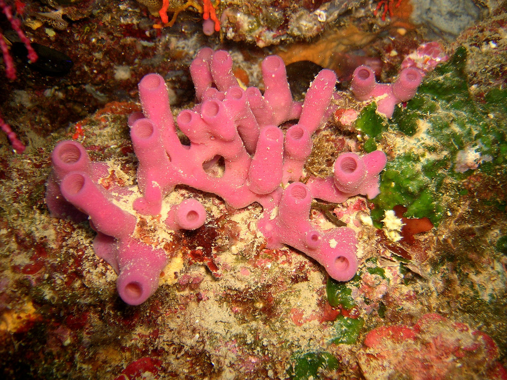 Pink Tube Sponge