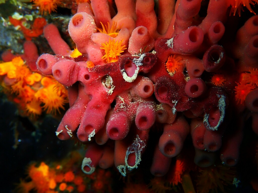 Pink Tube Sponge