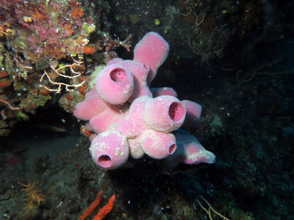 Pink Tube Sponge