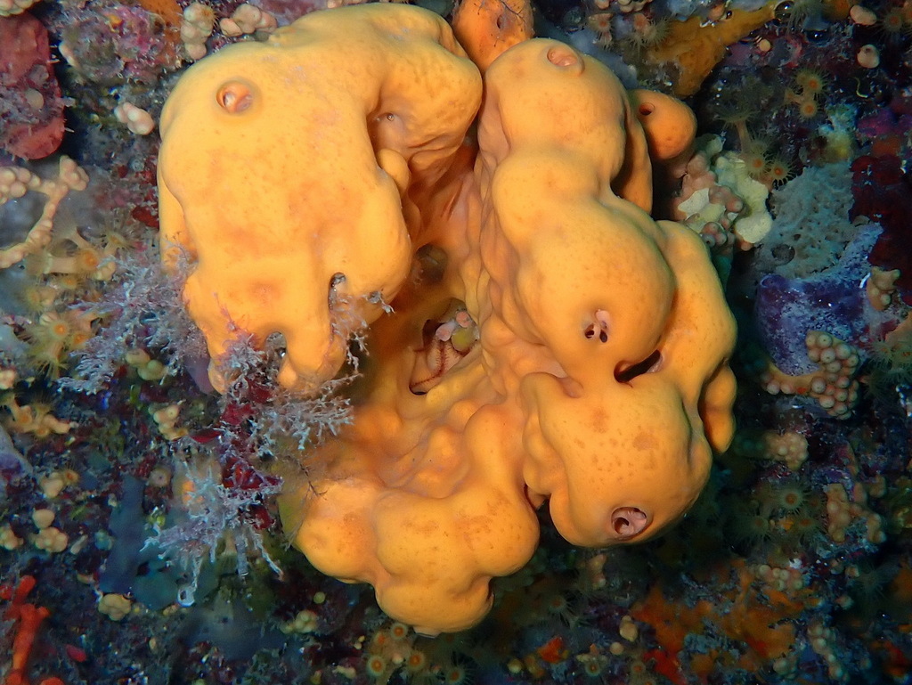 Orange Crater Sponge