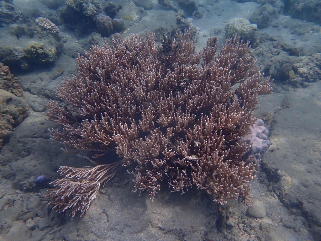 Bushy Sea Rod