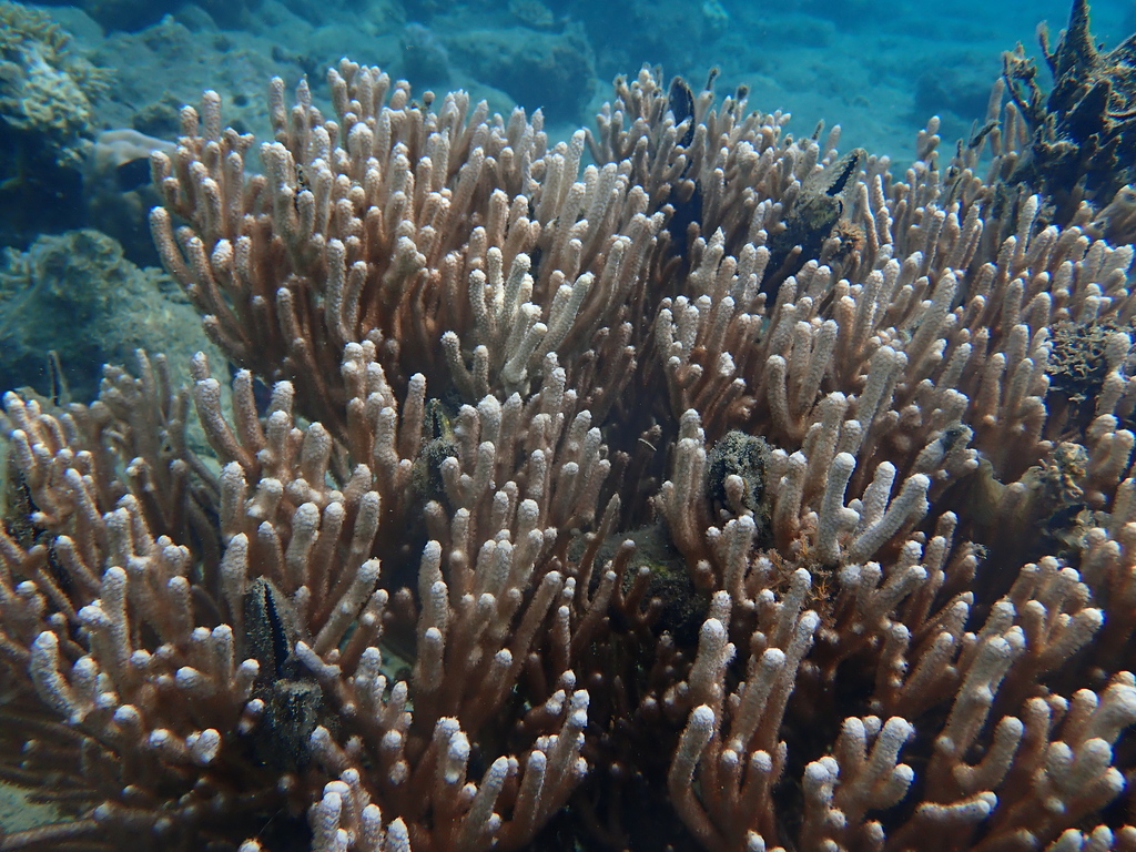 Bushy Sea Rod