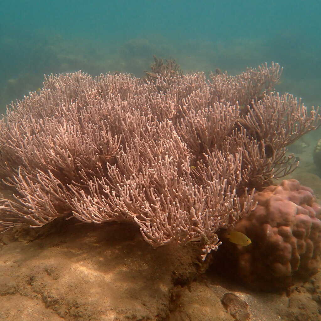 Bushy Sea Rod