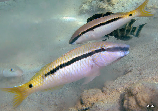 Red Sea Goatfish