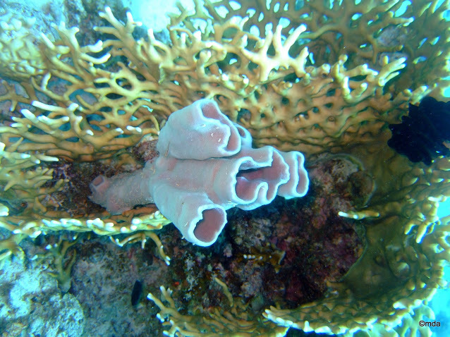 Colonial Tube Sponge