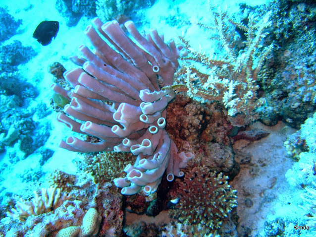 Colonial Tube Sponge