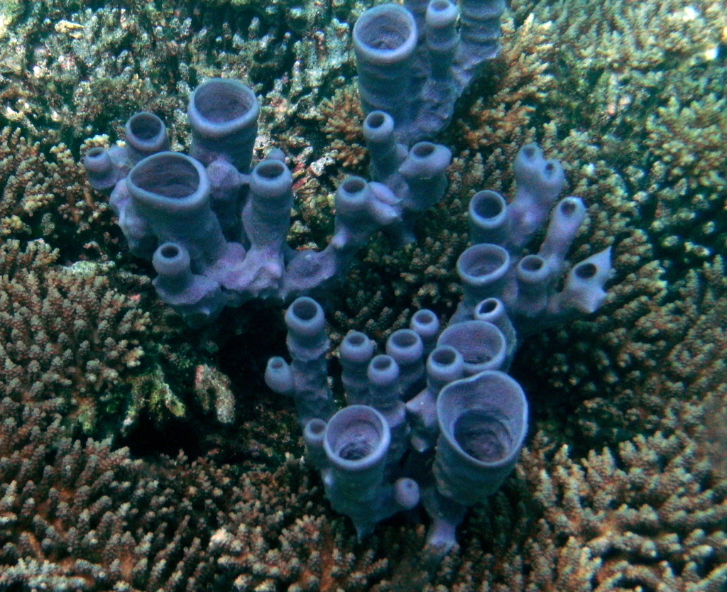 Colonial Tube Sponge