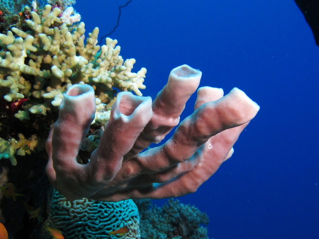 Colonial Tube Sponge