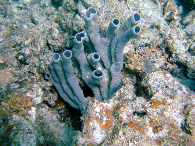 Colonial Tube Sponge