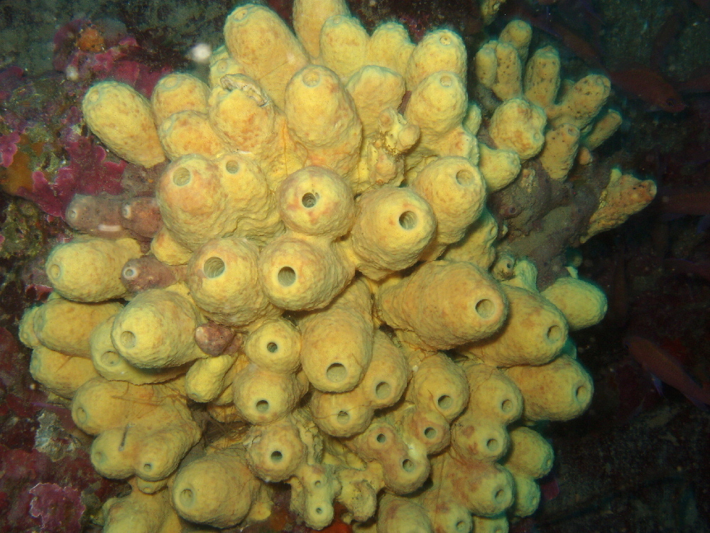 Eponge cavernicole jaune