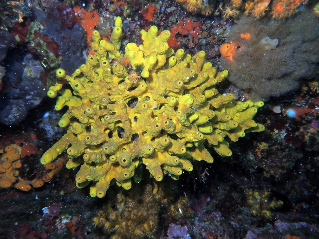 Eponge cavernicole jaune