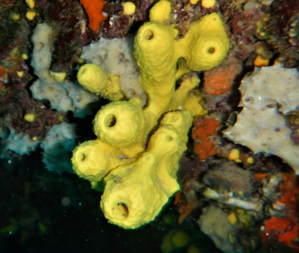 Eponge cavernicole jaune