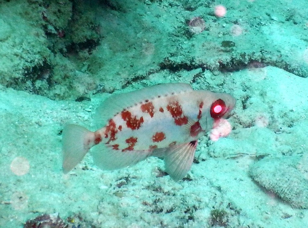 Bloch's Bigeye