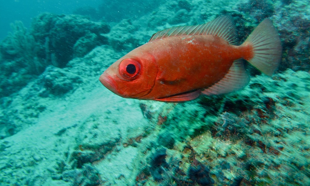 Bloch's Bigeye
