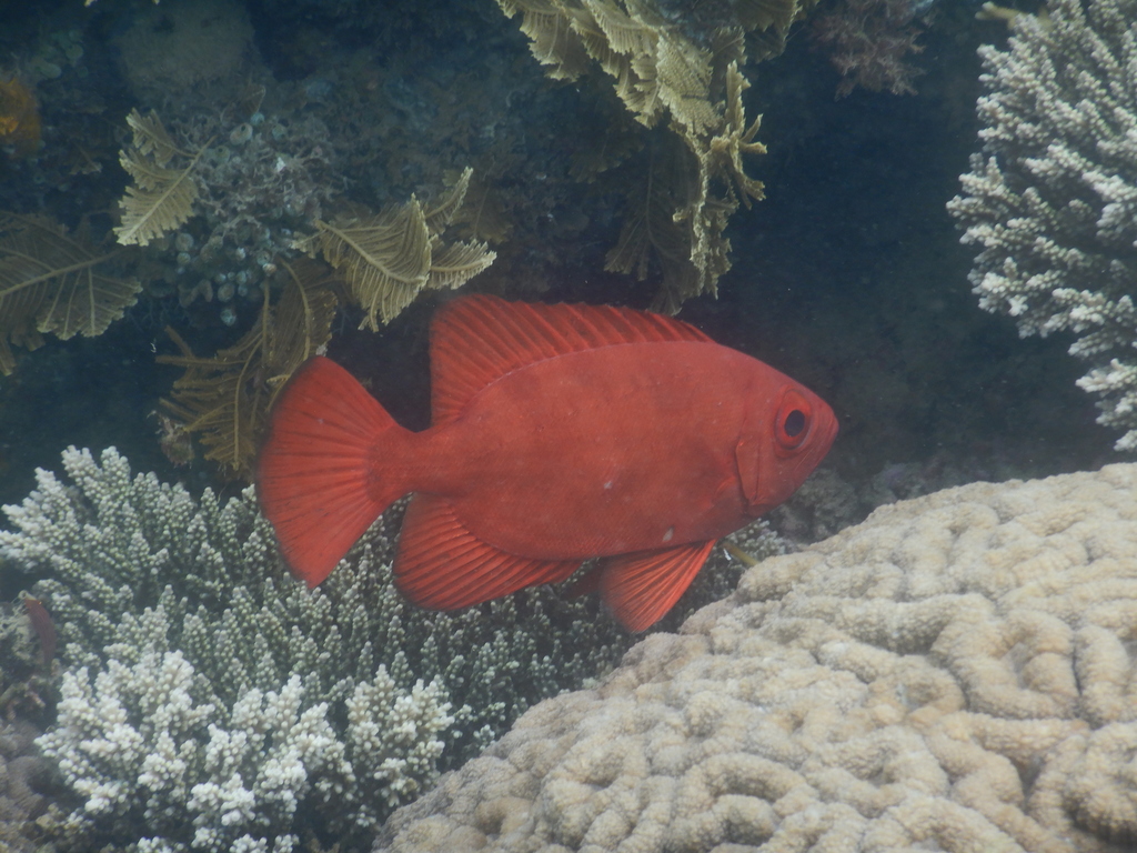 Bloch's Bigeye