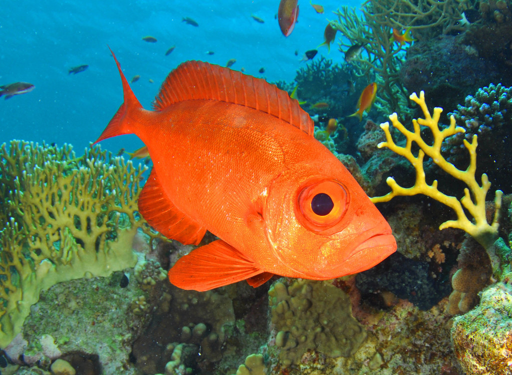 Bloch's bigeye