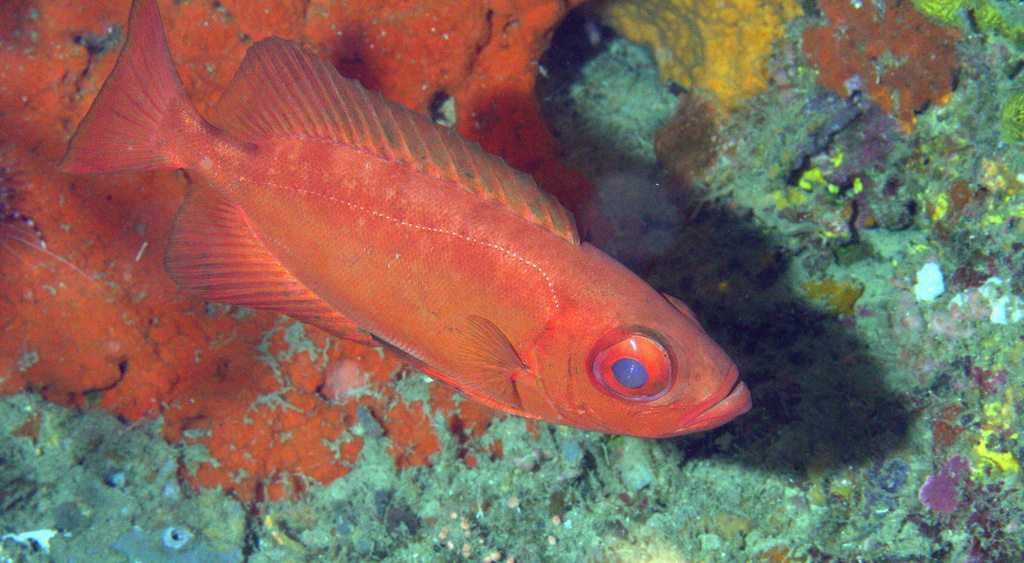Bloch's Bigeye