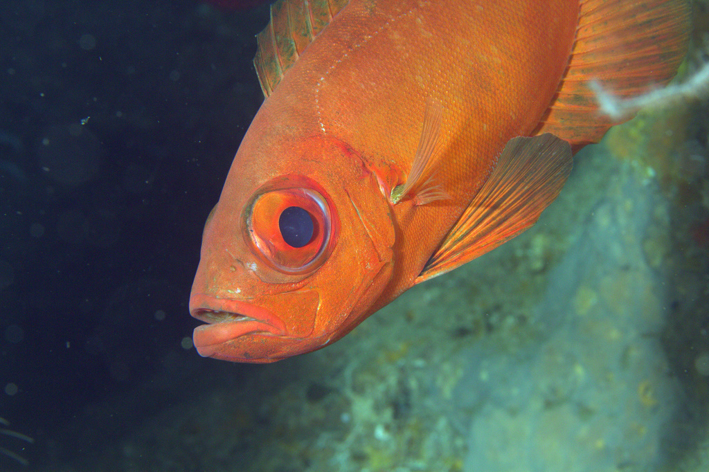 Bloch's Bigeye