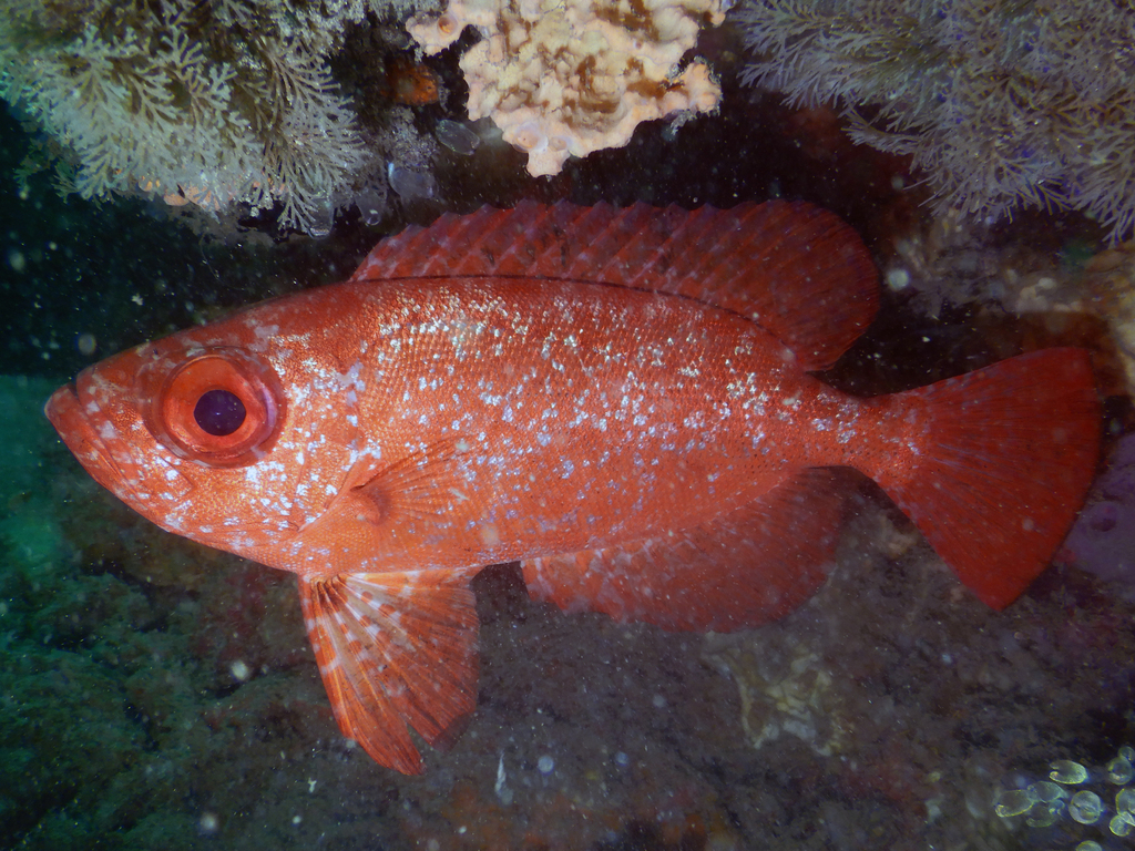Bloch's Bigeye