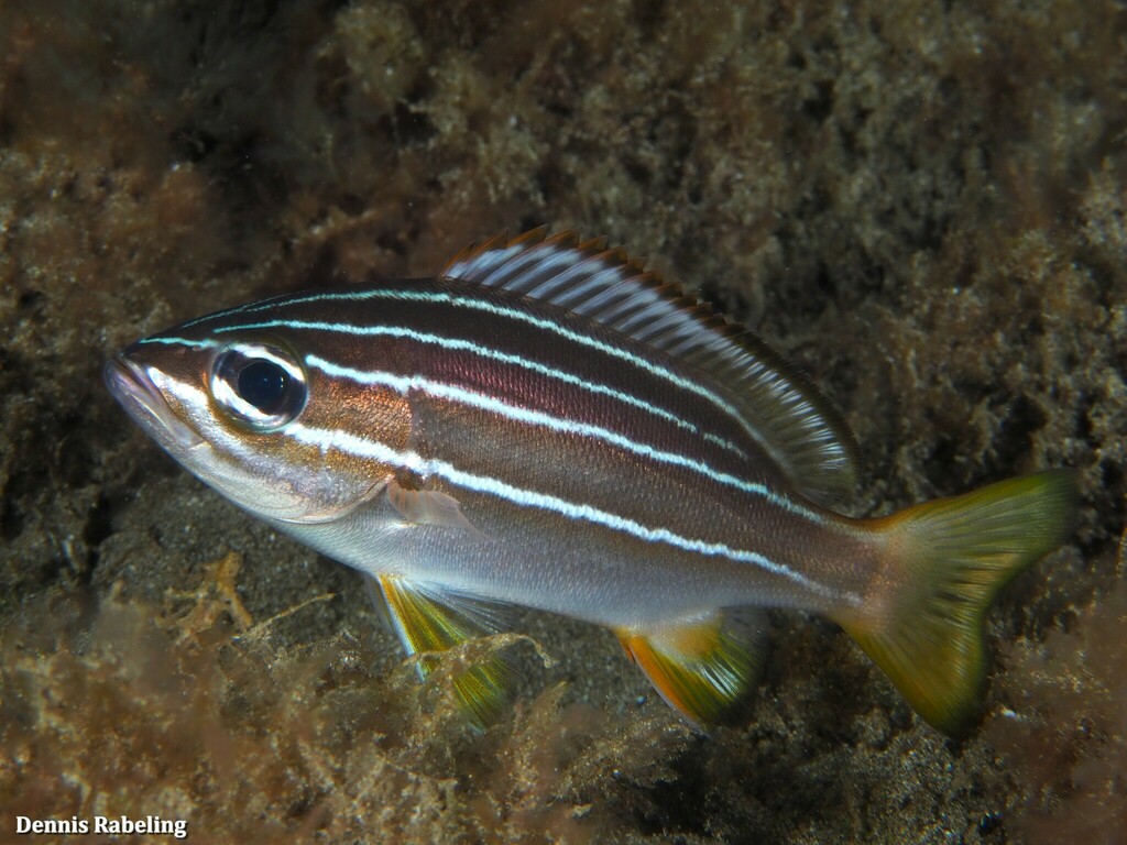 African Striped Grunt