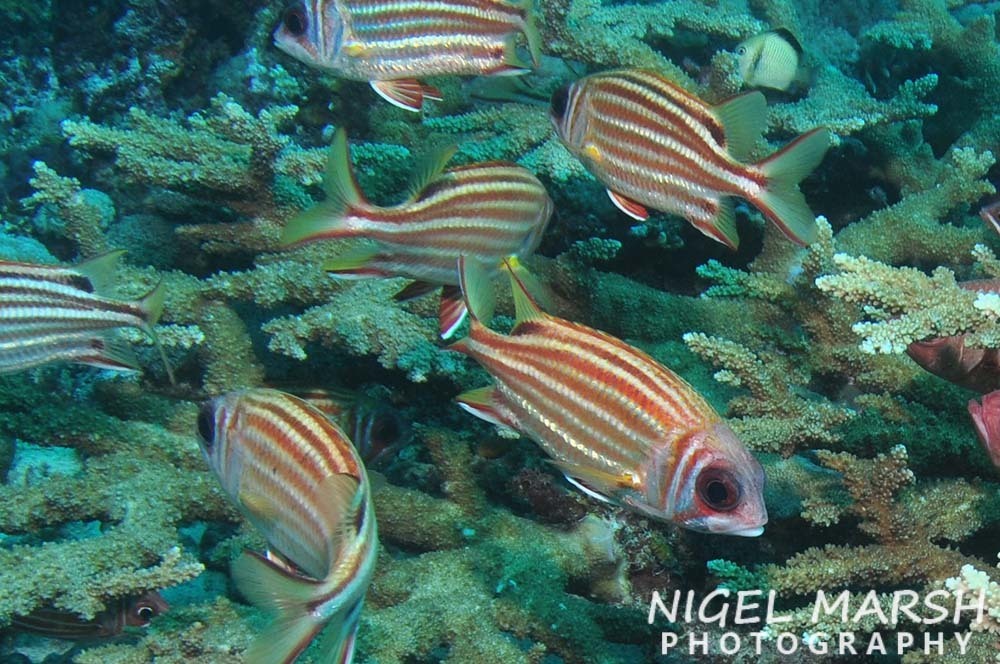 Red Squirrelfish
