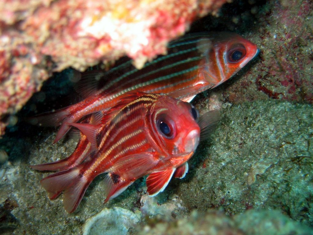 Red Squirrelfish