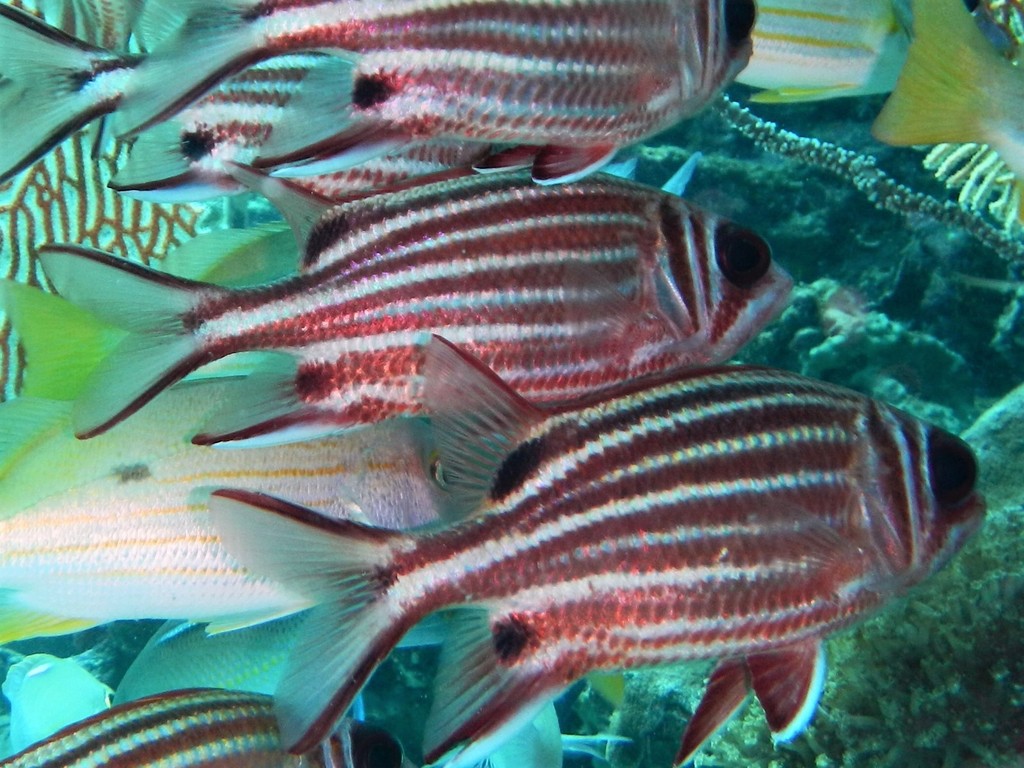 Red Squirrelfish