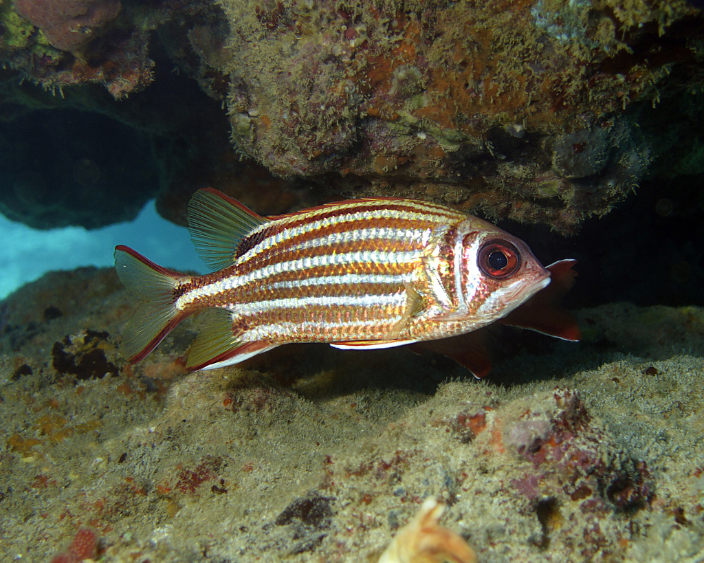 Red Squirrelfish