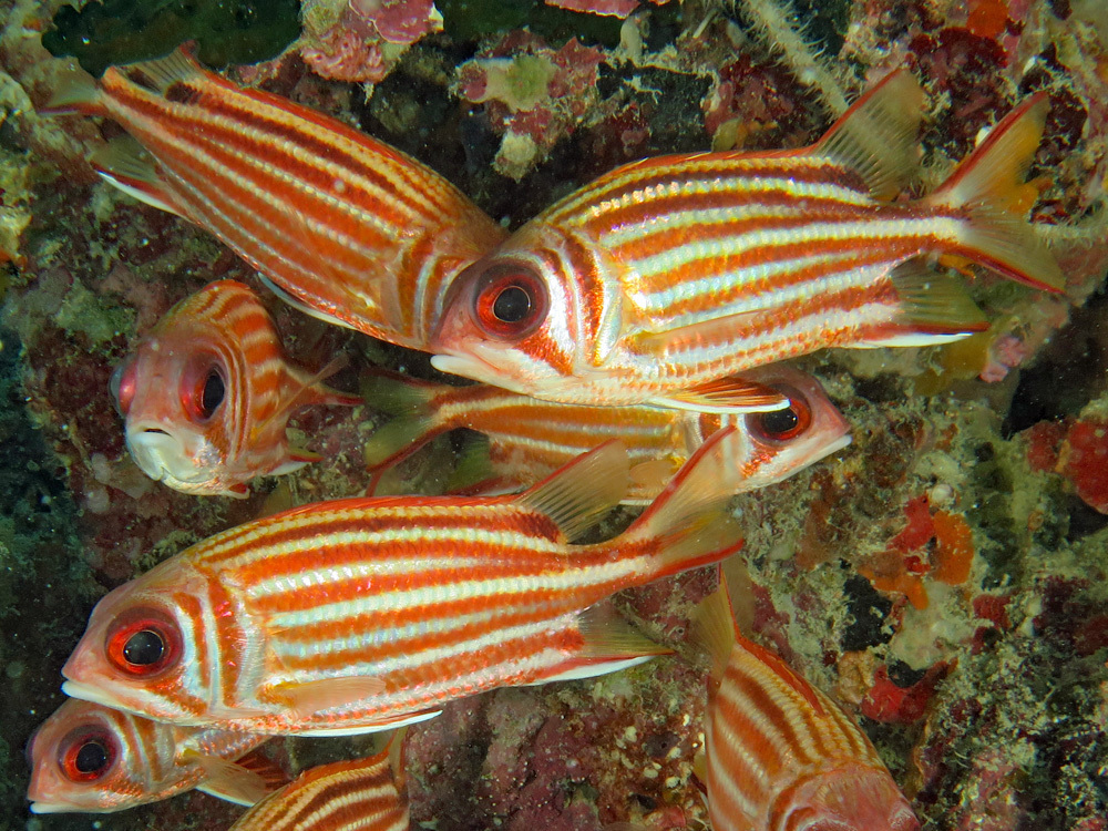 Red Squirrelfish