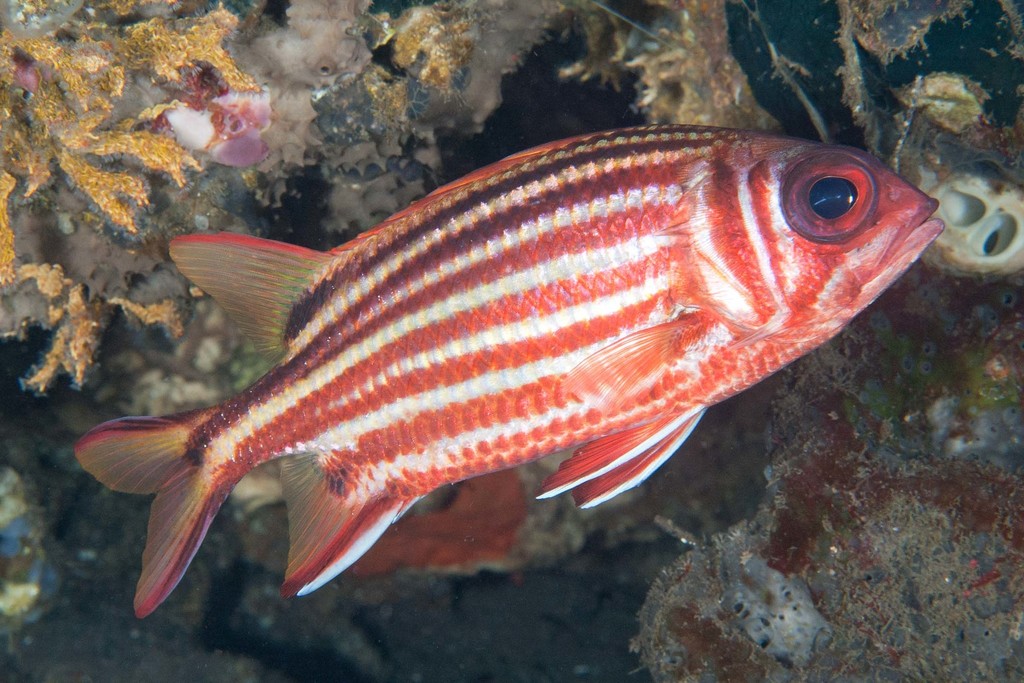 Red Squirrelfish