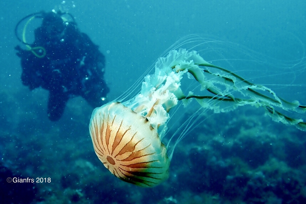 Méduse rayonnée