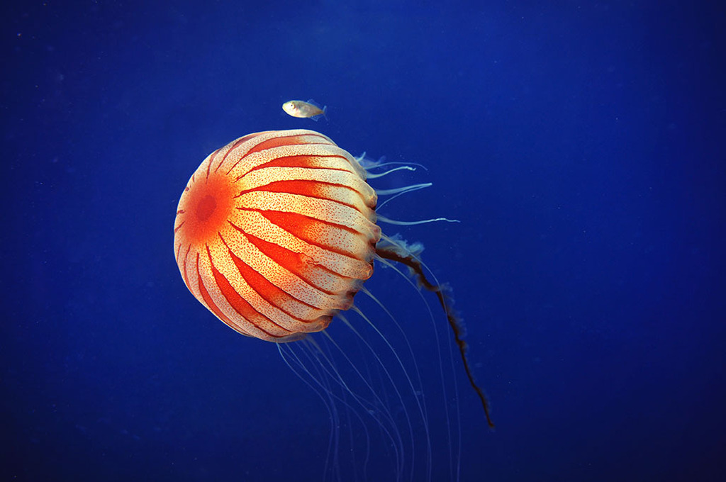 Méduse rayonnée