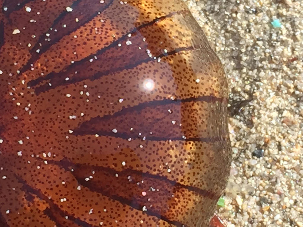 Méduse rayonnée