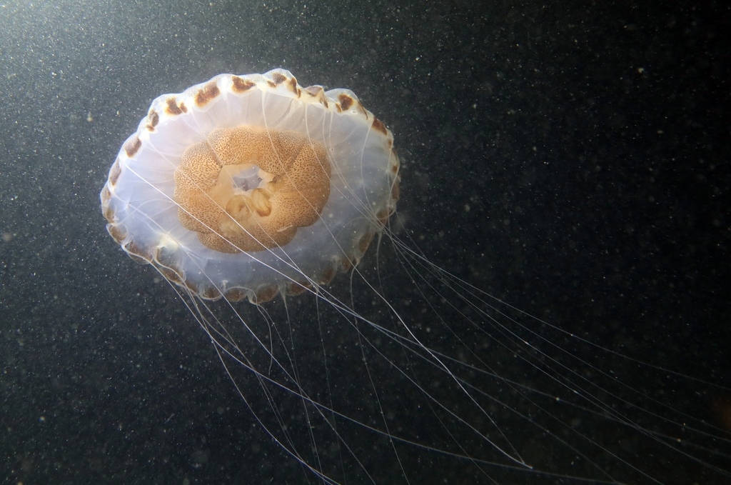 Méduse rayonnée