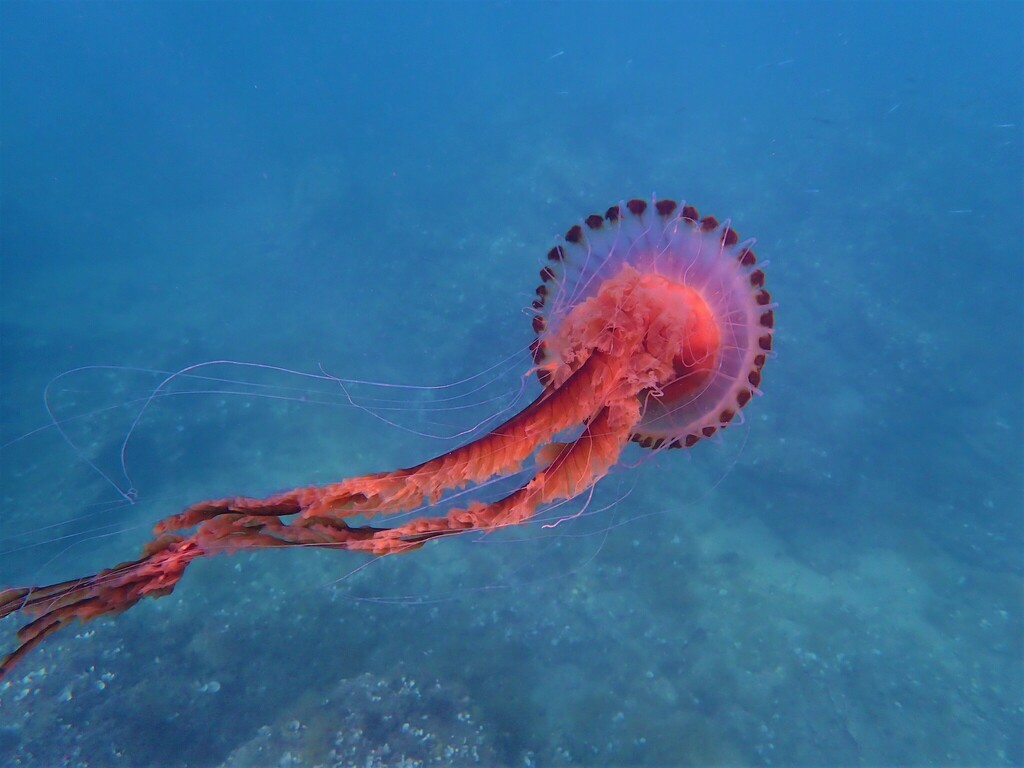 Méduse rayonnée