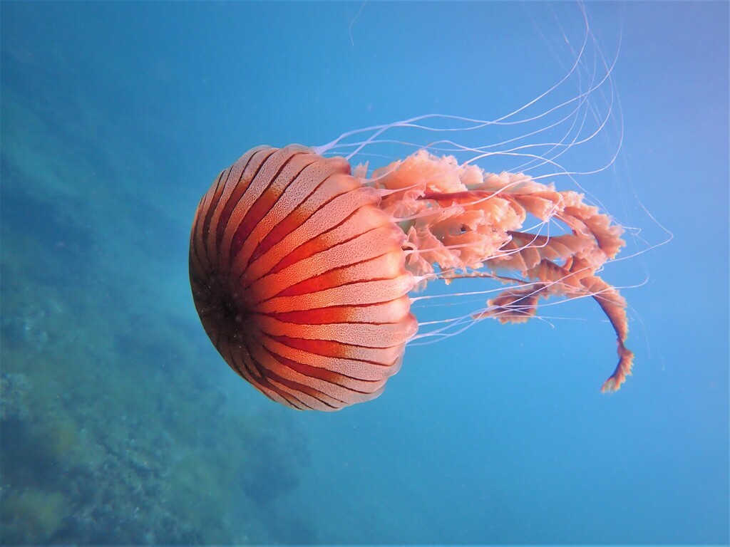 Compass Jelly