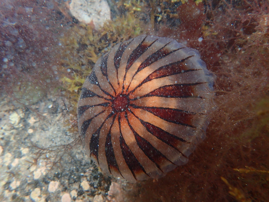 Méduse rayonnée