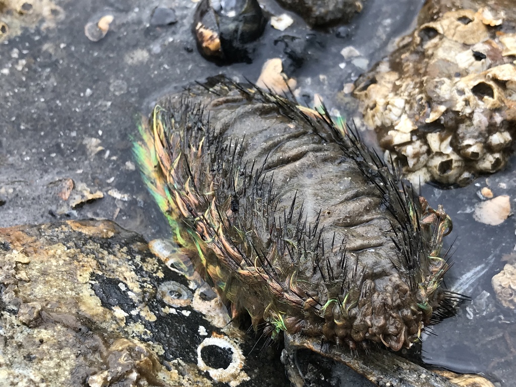 Sea Mouse