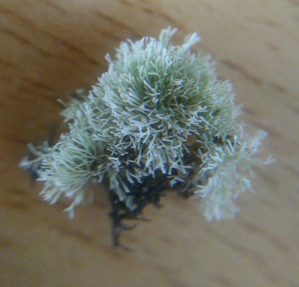 Red Jania