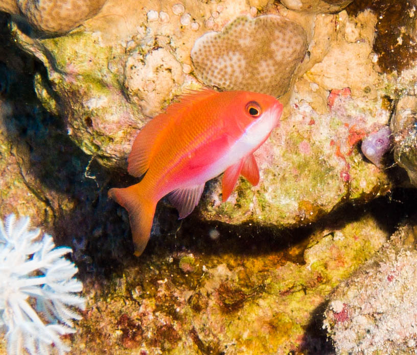 Red Sea Anthias