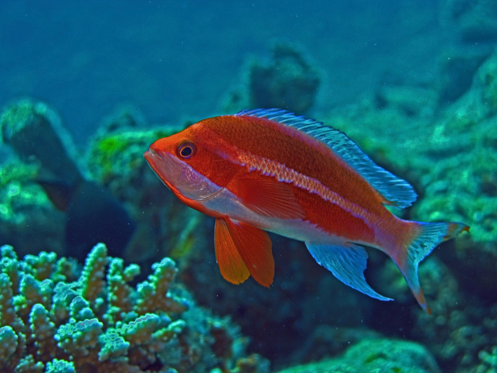 Red Sea Anthias