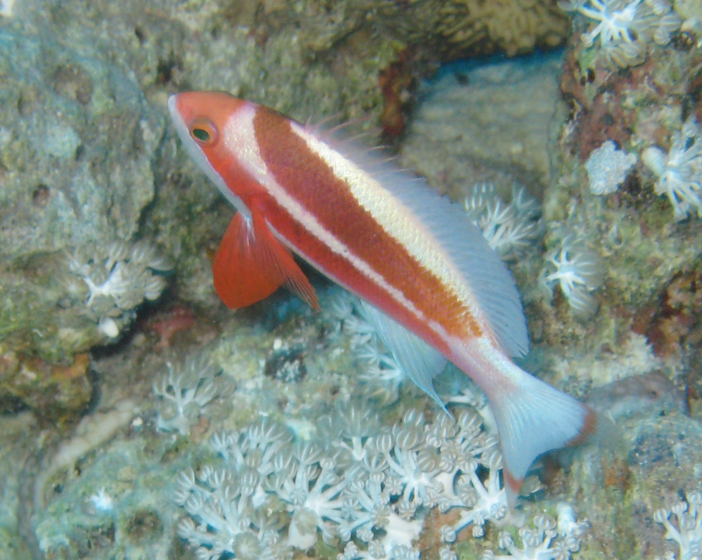 Red Sea Anthias